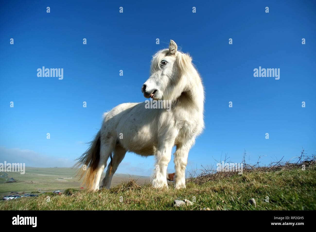 Eastbourne, East Sussex, Regno Unito. Xx Febbraio 2019. Exmoor pony di pascolare su chalk prateria sopra l'iconico sette sorelle chalk cliffs. L'ardito pony aiutano a mantenere l'habitat rari mantenendo l'erba corto a incoraggiare le erbe rare e orchidee, vitale per insetti e numeri di farfalla. Credito: Peter Cripps/Alamy Live News Foto Stock