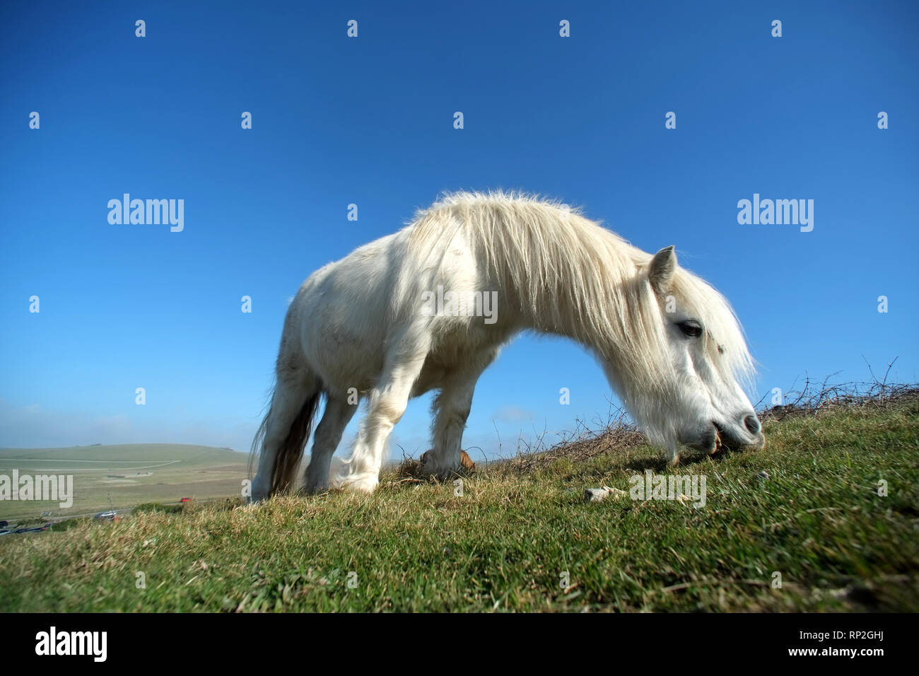 Eastbourne, East Sussex, Regno Unito. Xx Febbraio 2019. Exmoor pony di pascolare su chalk prateria sopra l'iconico sette sorelle chalk cliffs. L'ardito pony aiutano a mantenere l'habitat rari mantenendo l'erba corto a incoraggiare le erbe rare e orchidee, vitale per insetti e numeri di farfalla. Credito: Peter Cripps/Alamy Live News Foto Stock
