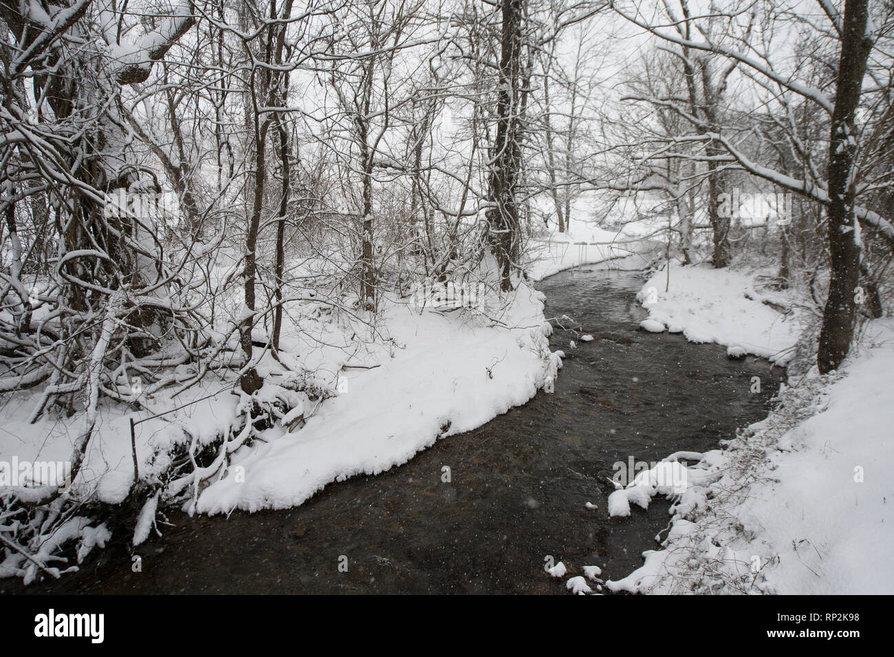 Virginia, Stati Uniti d'America. Xx Febbraio 2019. : Un torrente rive coperte di neve fresca lungo giallo Schoolhouse Road vicino a Bluemont, Virginia. (Foto di Douglas Graham/WLP) Credito: William Graham/Alamy Live News Foto Stock