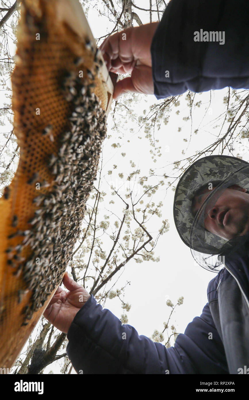 Hezhang, della Cina di Guizhou. Xx Febbraio 2019. Un bee keeper controlla la produzione di miele in fioritura alberi allegri Duijiang nel villaggio di Pingshan township di Hezhang County, a sud-ovest della Cina di Guizhou, Feb 20, 2019. Credito: Han Xianpu/Xinhua/Alamy Live News Foto Stock