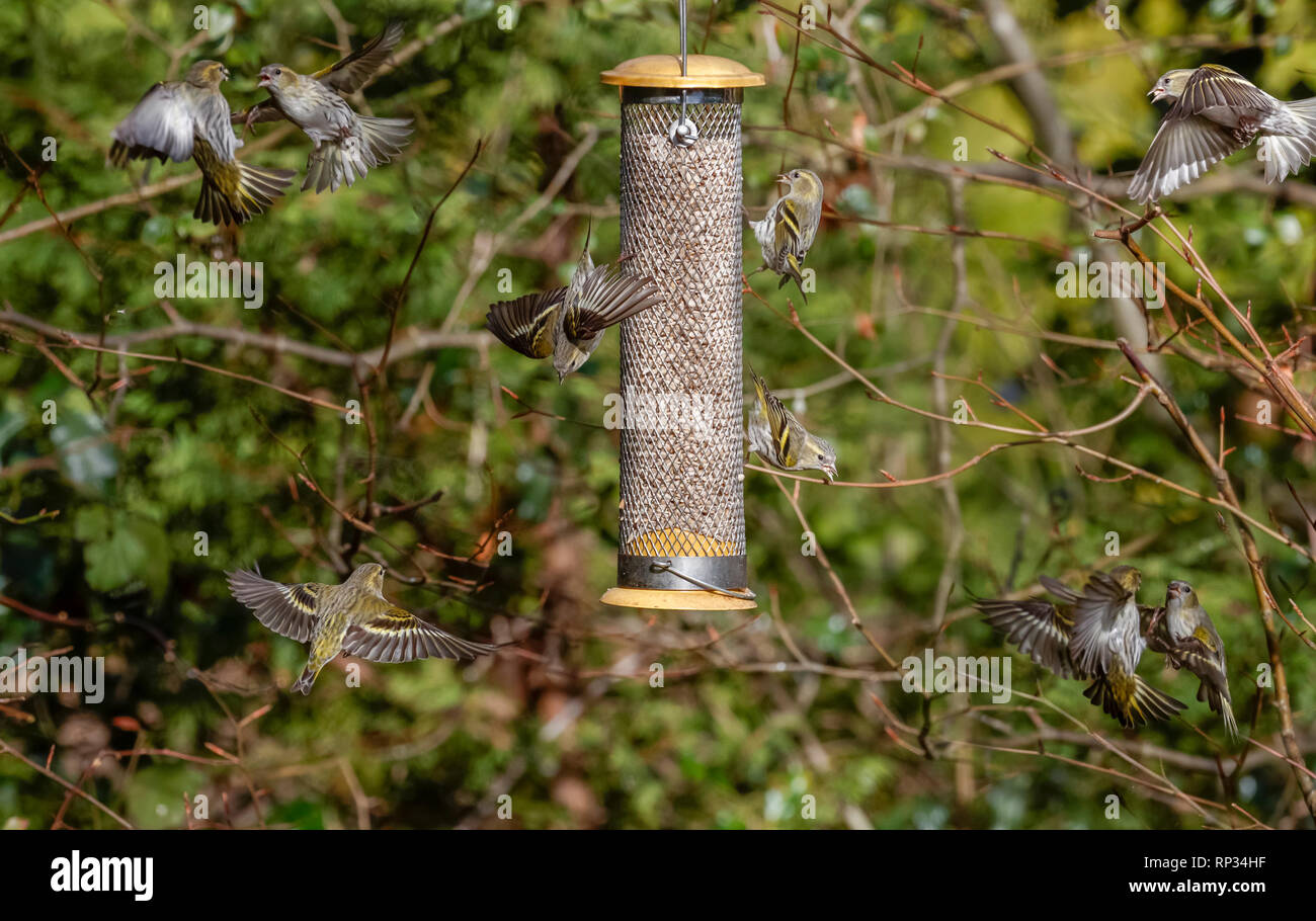 Siskins (Carduelis spinus lucherino comune, Eurasian lucherino) in volo intorno a un uccello alimentatore in un giardino nel Surrey, sud-est dell'Inghilterra, Regno Unito in inverno Foto Stock