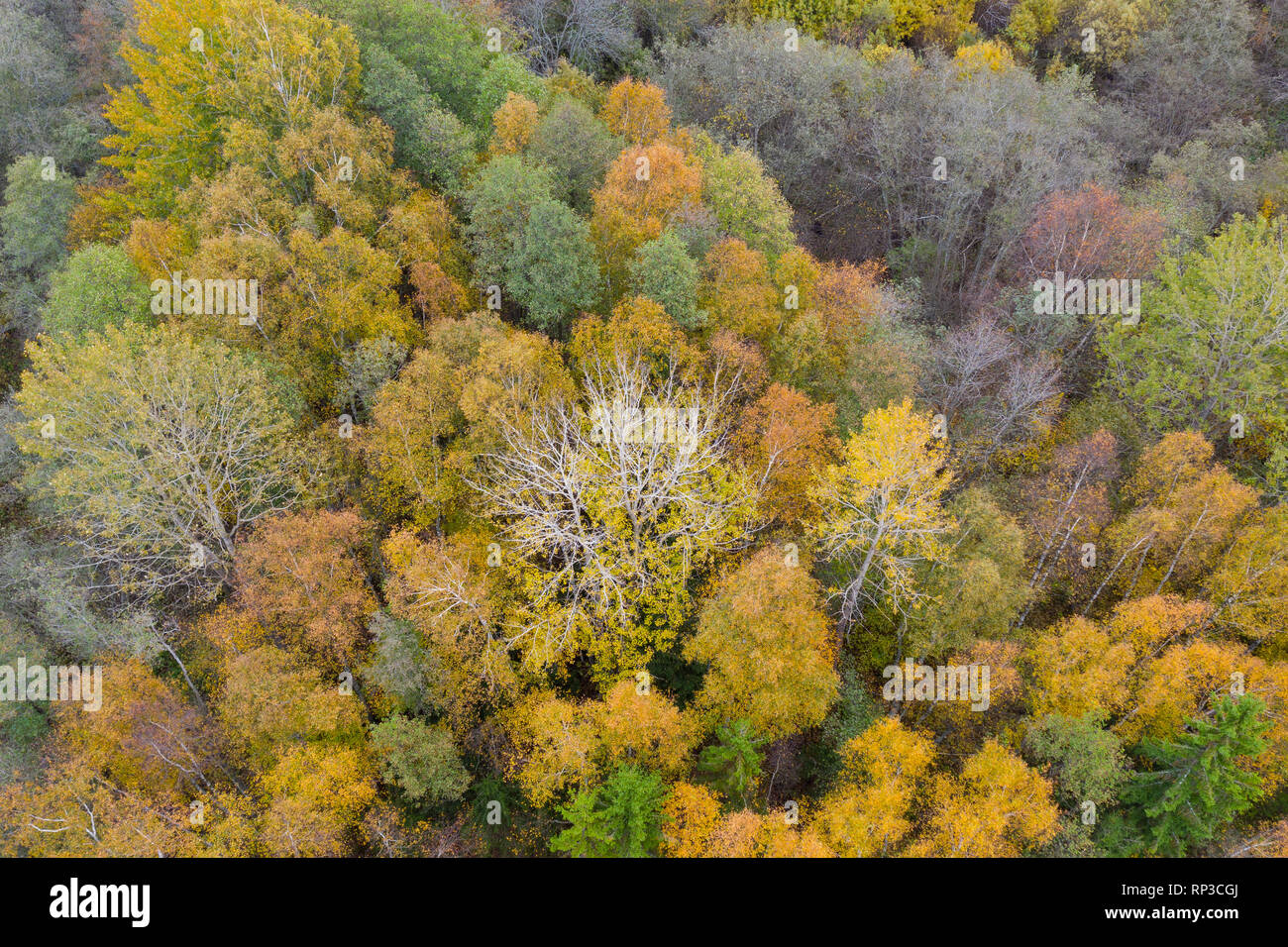 Vista aerea di colorata foresta boreale, l'autunno. Foto Stock