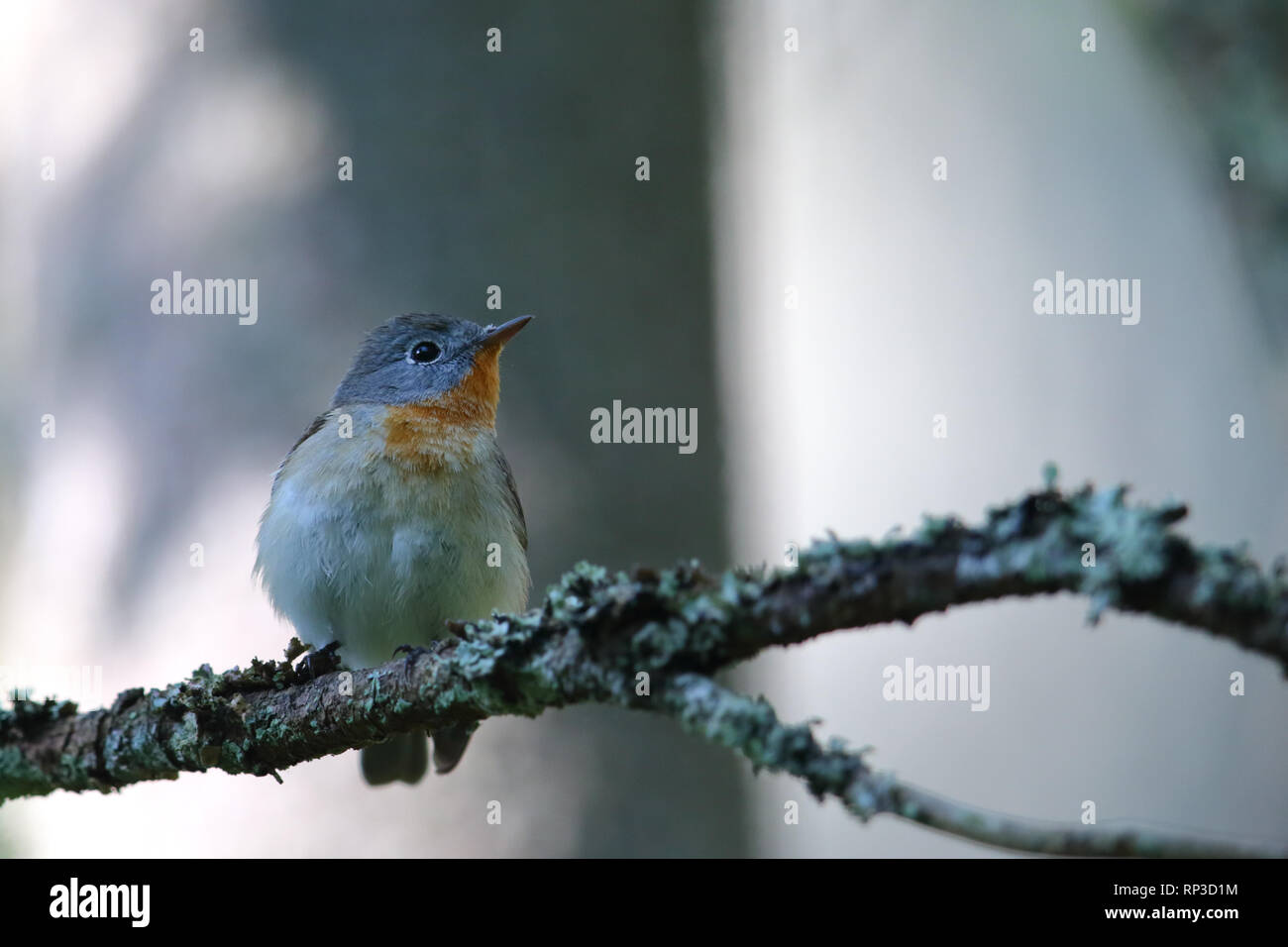 Maschio rosso-breasted Flycatcher (Ficedula parva) in primavera. Europa Foto Stock