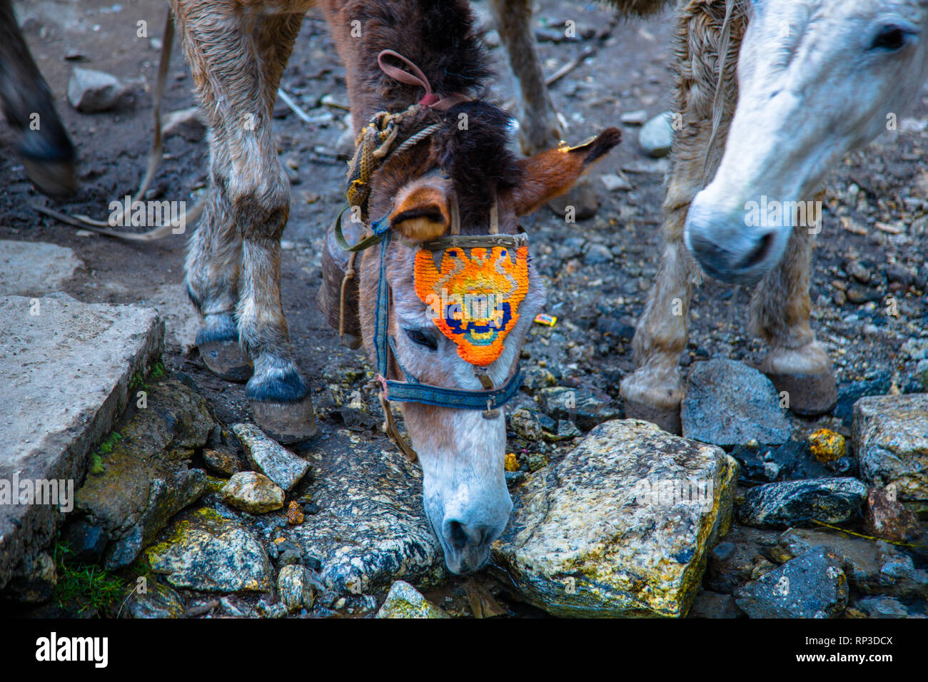 Un mulo decorato si nutre per alcuni secondi mentre si prendono le forniture per i tour di trekking al campo base Everest Foto Stock