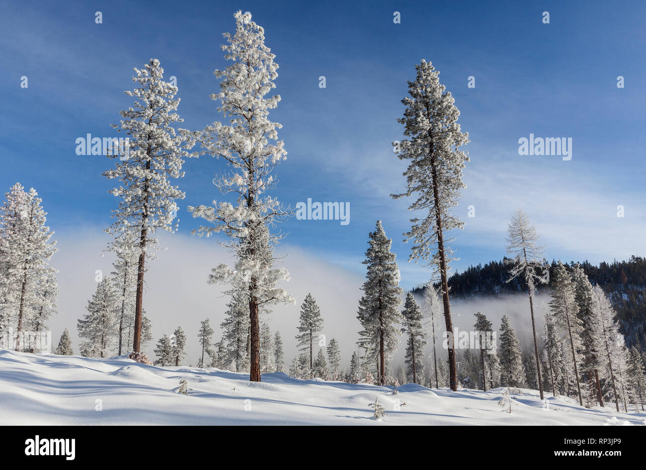 WA14479-00...WASHINGTON - alberi smerigliato con nebbia vicino a Loop Loop di vertice a nord delle cascate. Foto Stock