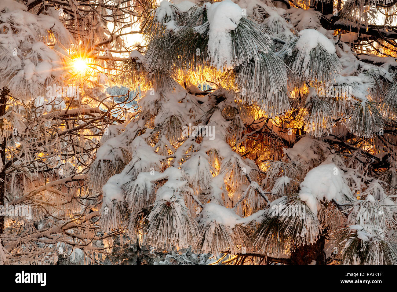 WA14463-00...WASHINGTON - Winter sunrise a Echo cresta sopra la città di Chelan Foto Stock