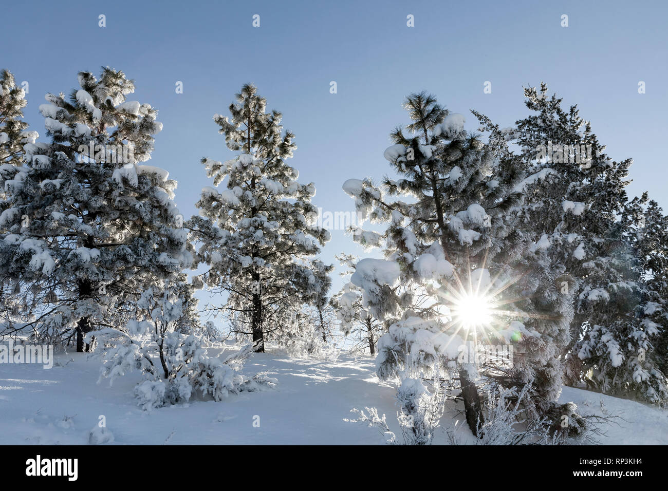 WA14467-00...WASHINGTON - coperta di neve alberi a Echo cresta sopra la città di Chelan Foto Stock