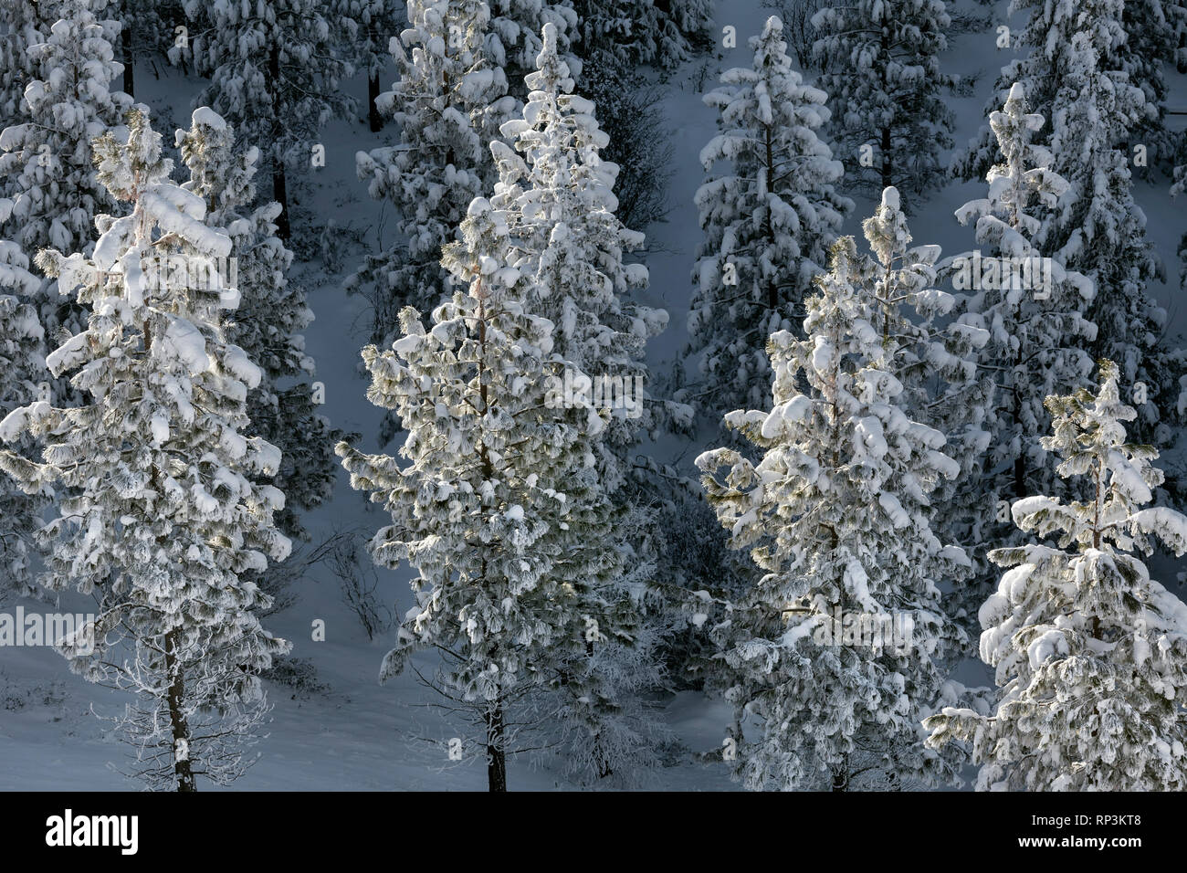 WA14470-00...WASHINGTON - coperta di neve alberi a Echo cresta sopra la città di Chelan Foto Stock