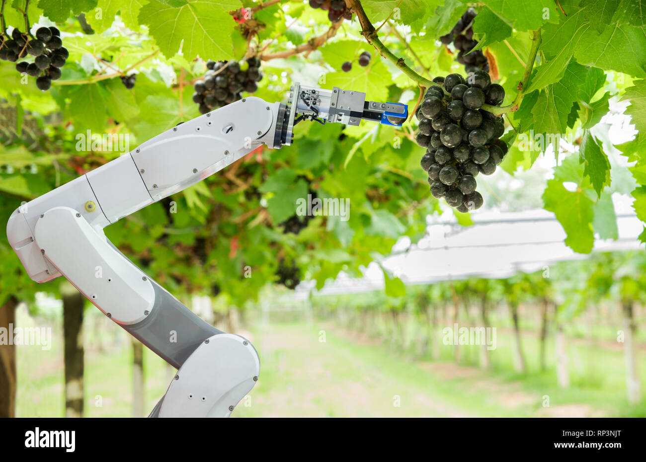Agricola assistente robot uva raccolta per analizzare la crescita di uva, Smart farm concept Foto Stock