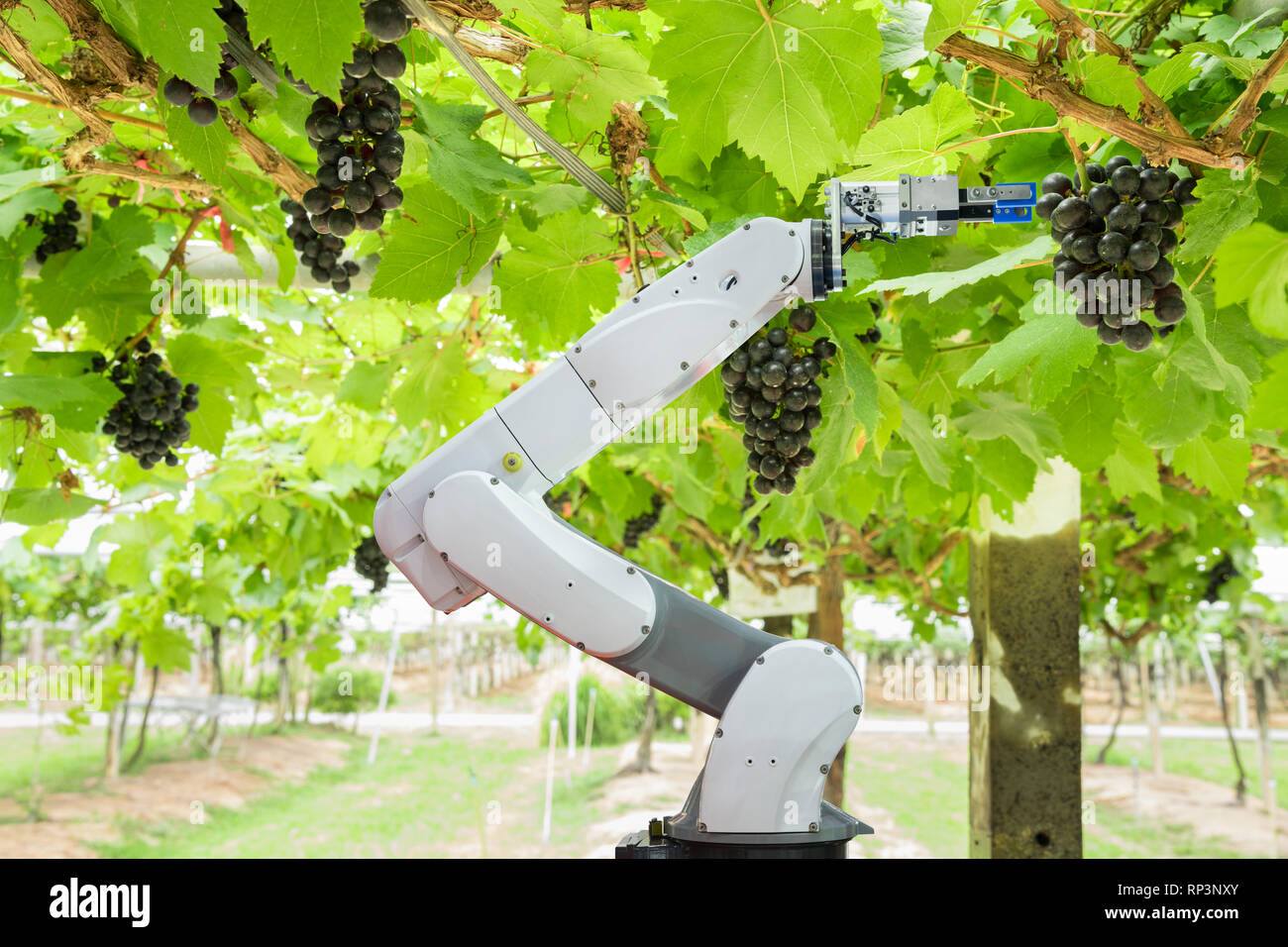 Agricola assistente robot uva raccolta per analizzare la crescita di uva, Smart farm concept Foto Stock