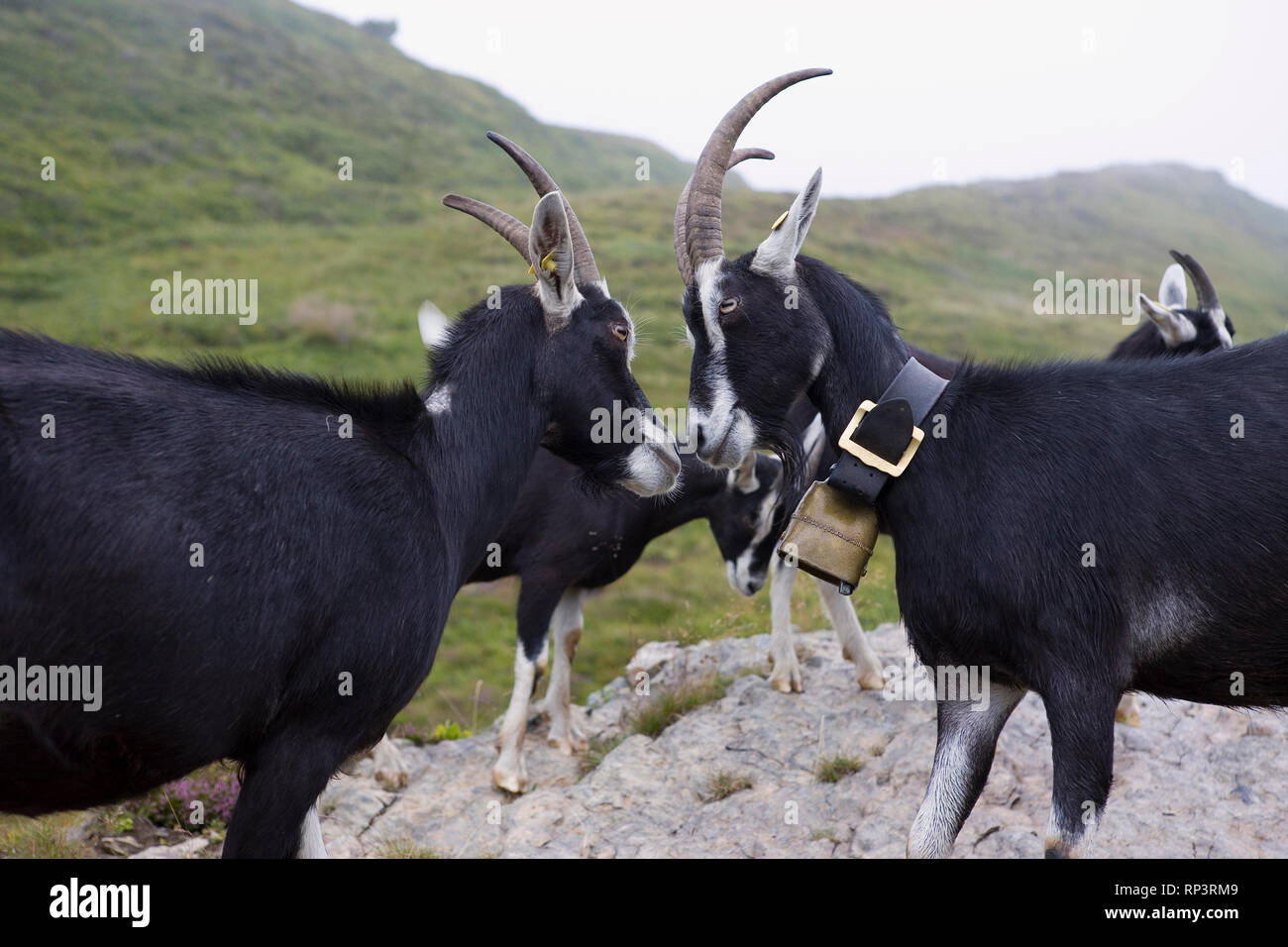 Due capre (Capra aegagrus hircus) horn-wrestling, vicino a Kleine Scheidegg, Oberland bernese, Svizzera Foto Stock