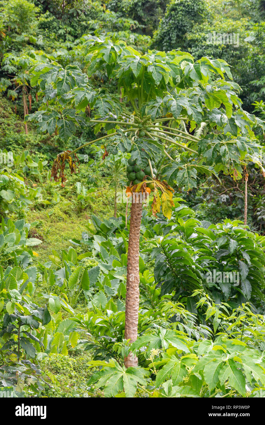 Albero di papaia (Carica papaya), Bois Cotlette Plantation, Morne Plat Pays, San Marco parrocchia, Dominica, Piccole Antille, dei Caraibi Foto Stock