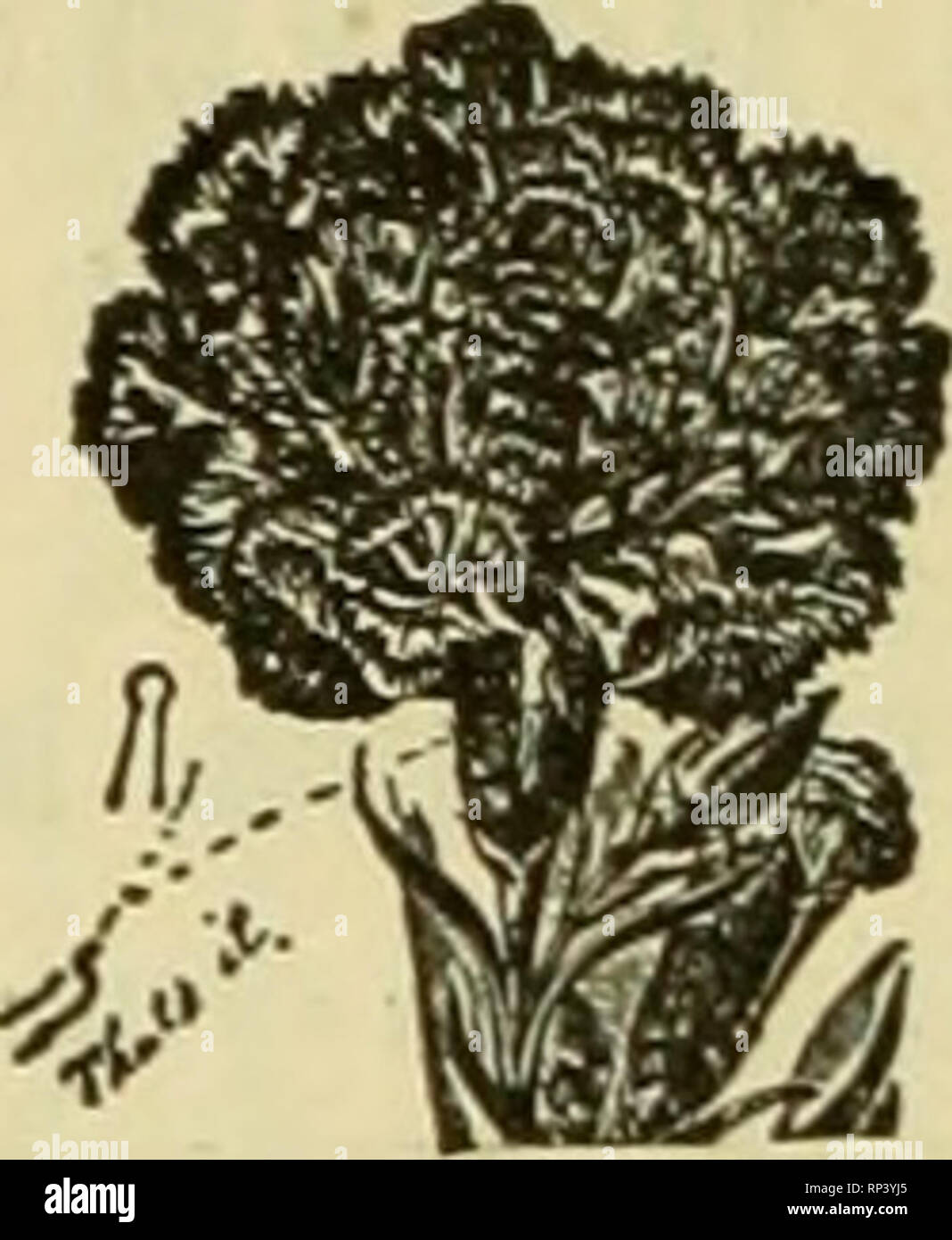 . Il fiorista americana : un giornale settimanale per il commercio. Floricoltura; fioristi. 520 L'American fiorista. Mar. 25, indice di inserzionisti anticipo Co i.. .517 .?lpha Floral Co.....497 American Greenh'se Mis Co Ill .American Siiawn Co.506 AmlinBECCo W&GT; .Anderson s . 497 .?VnRermueller G H..489 Apbine Mfir Co 518 Archias Floral Co...500 Arnold un una scatola di carta co 496 Arnold D C &AMP; Co....493 .Aschmann Godfrey .501 Badk"ley &AMP; il Vescovo ..493 Barnard W V Co....503 Basselt&amp; Washburn 48io fffl Baumer Aug R 497 Baur Vetro Co 17 Beaudry's Nurs Co..508 Beaven E UN 489 Begerow's 493 Berge Foto Stock