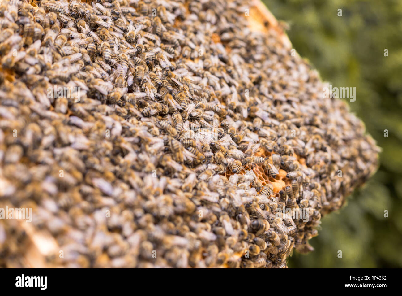 Uno sciame di api su un favo di miele Foto Stock