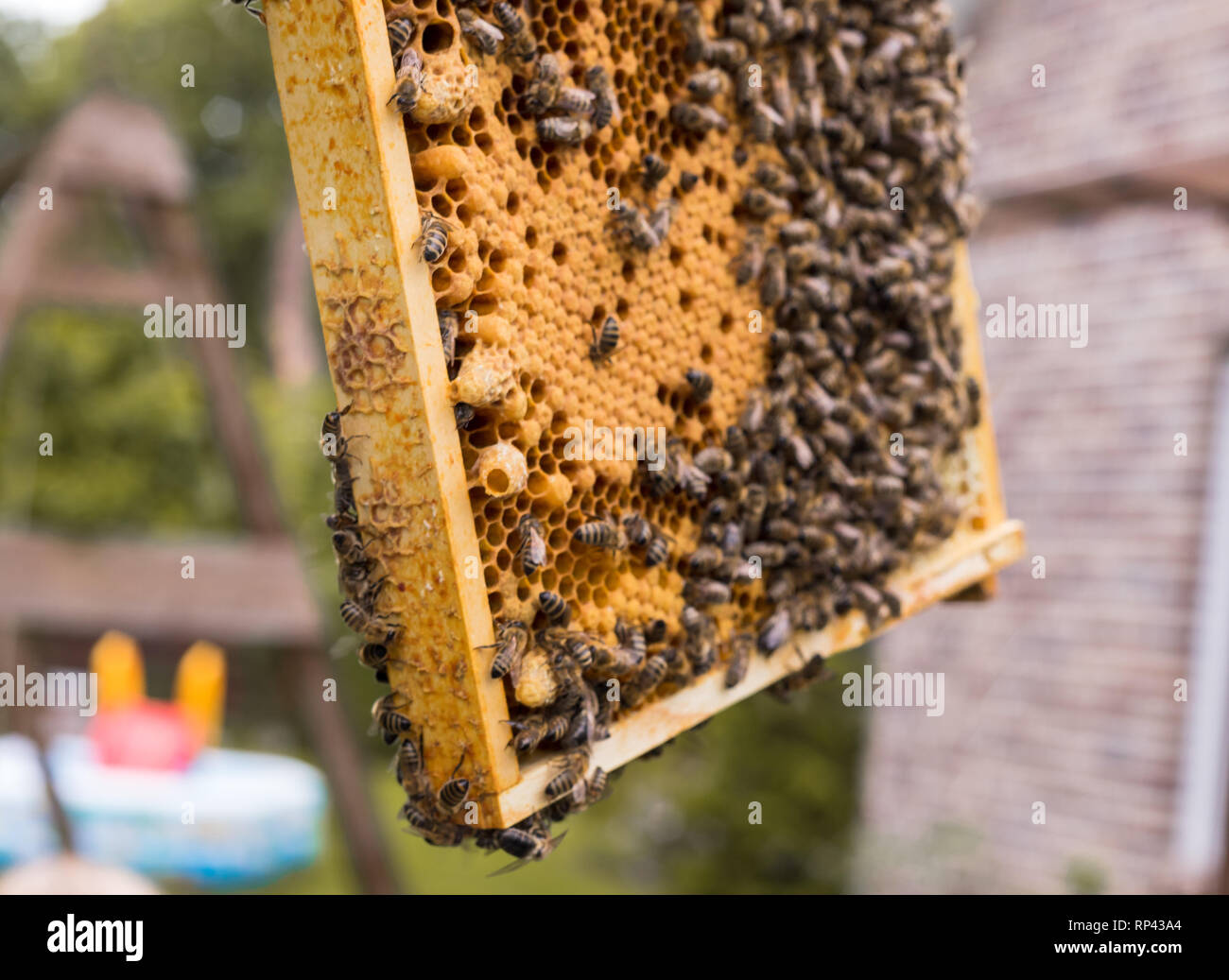 Fotogrammi di un alveare con apertura e chiusura celle di covata di un favo di miele. Le api pratica cura di covata. Cercare in un aperto regina cell. Foto Stock