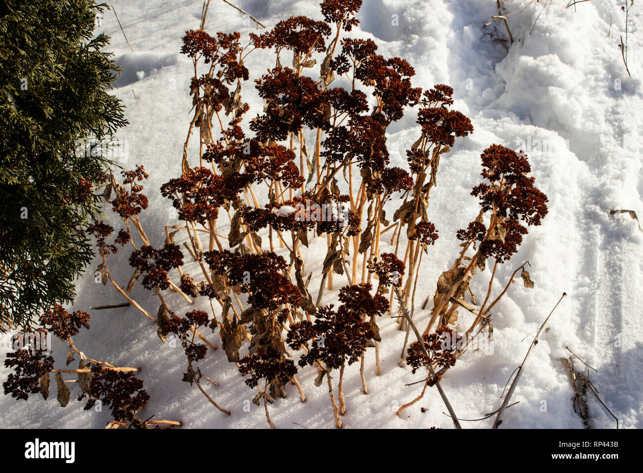 Un freddo giardino d'inverno. Foto Stock