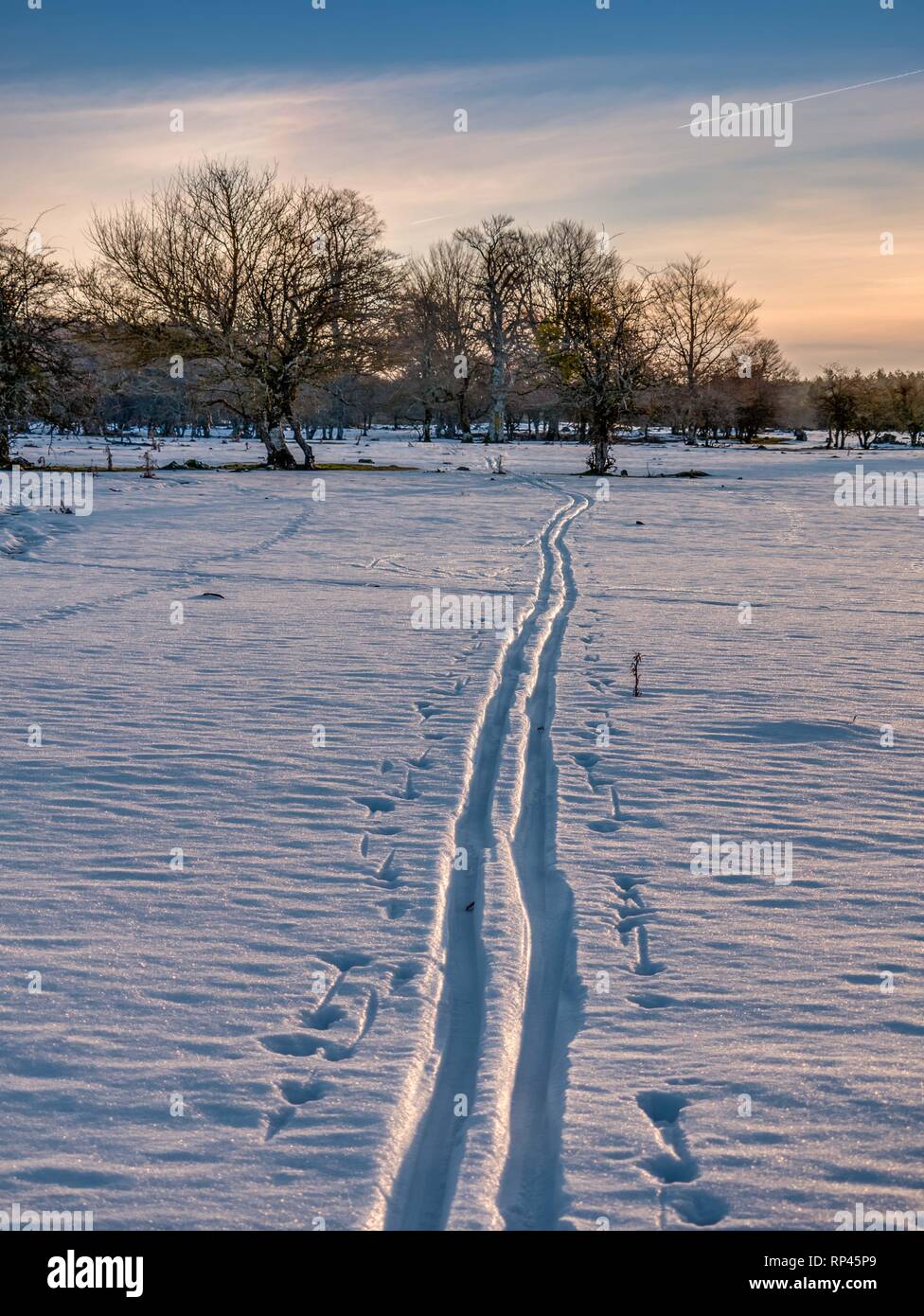 Le vie di un solitario cross-country sciatore su un prato remoto nel Entzia mountain range, Alava, Paesi Baschi Foto Stock