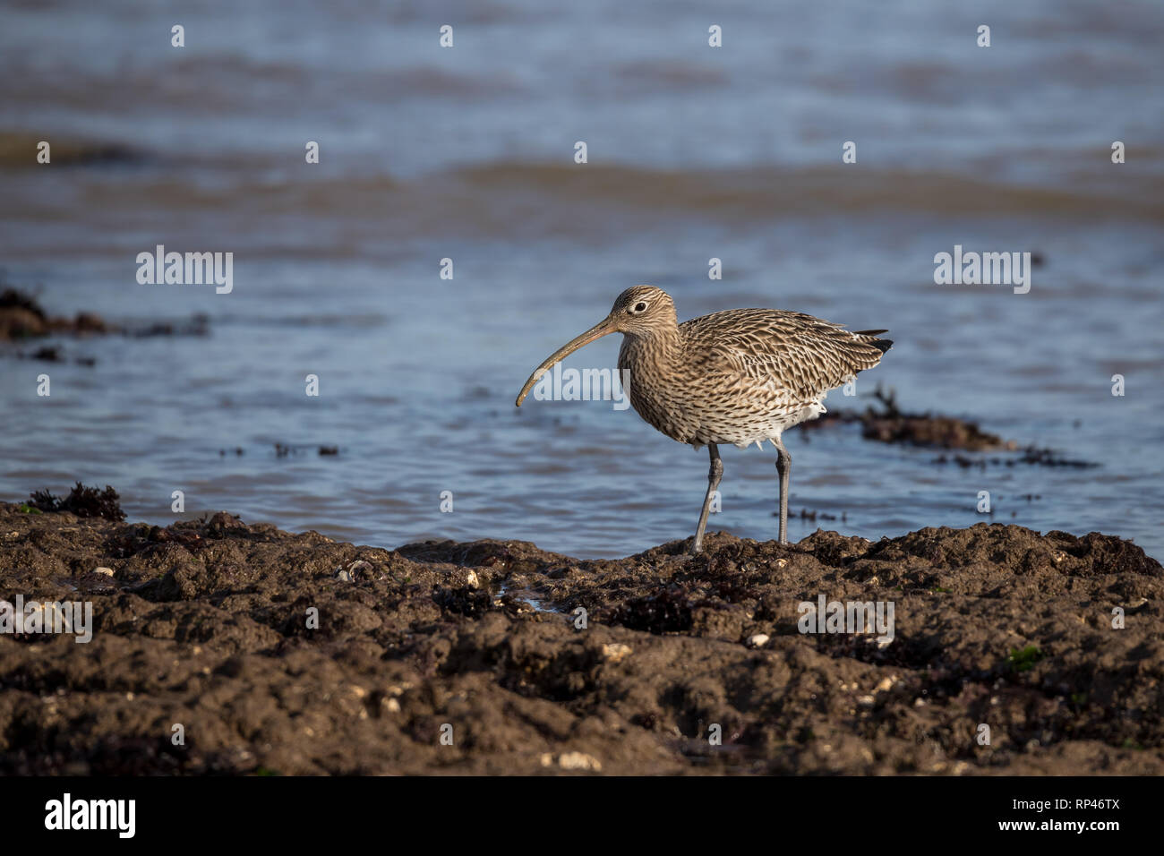 Alimentazione Curlew nelle zone costiere rock pool Foto Stock