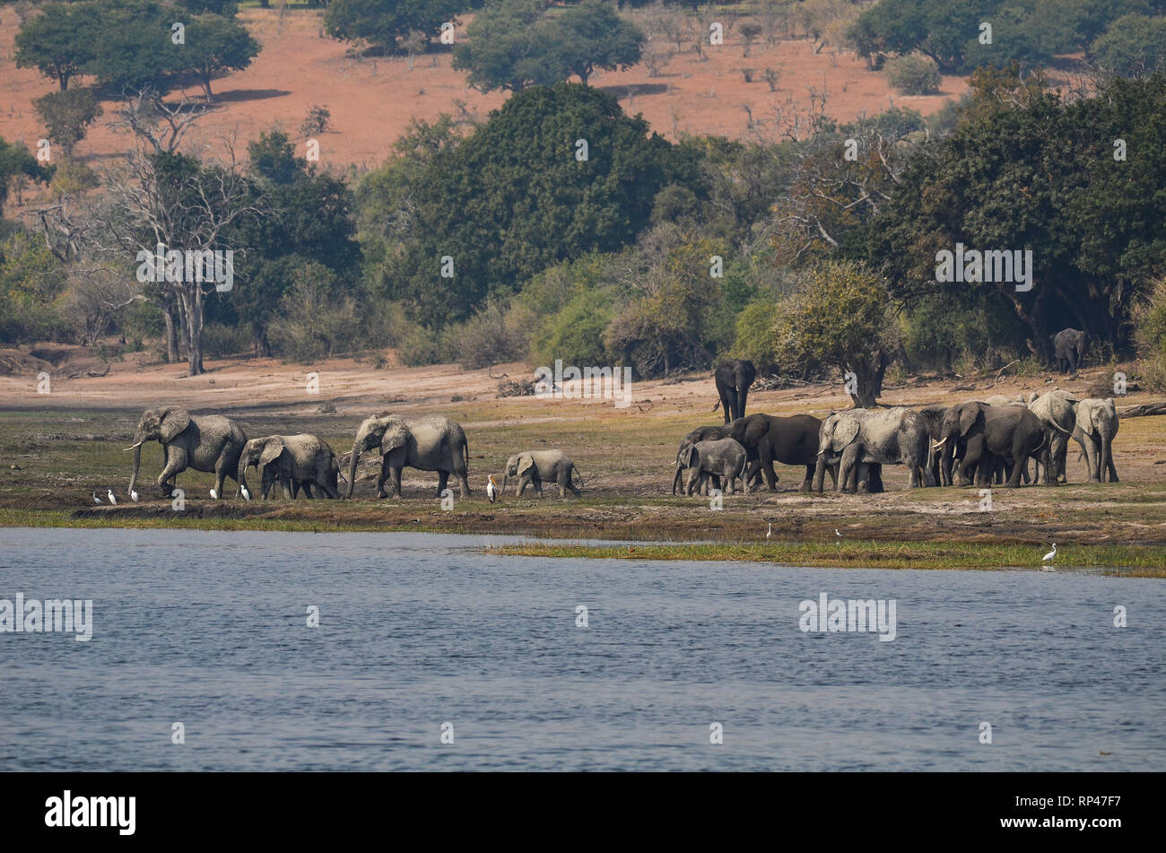 Elefantenherde am Fluss Foto Stock