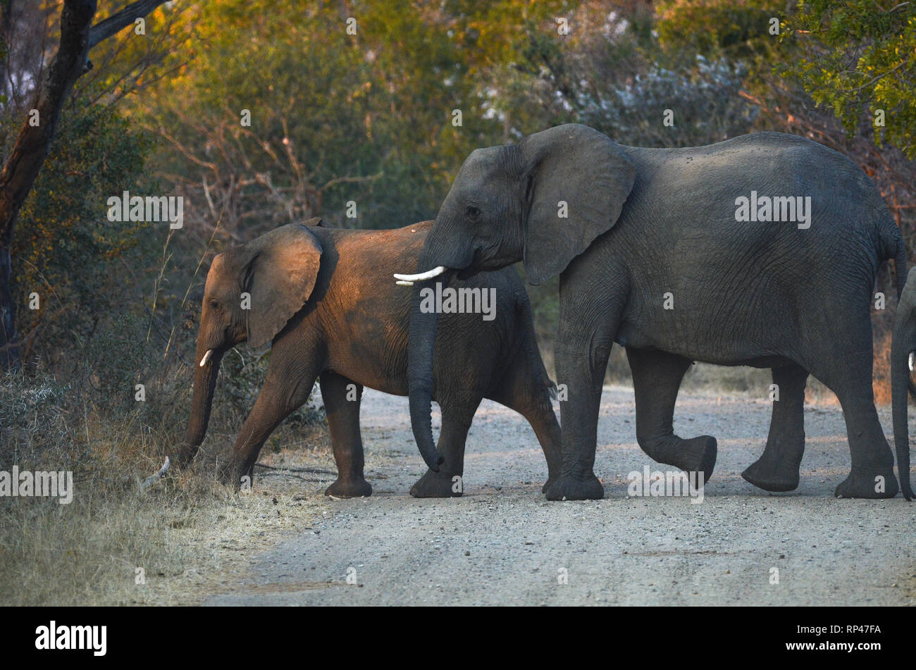 Elefanten im NP Foto Stock