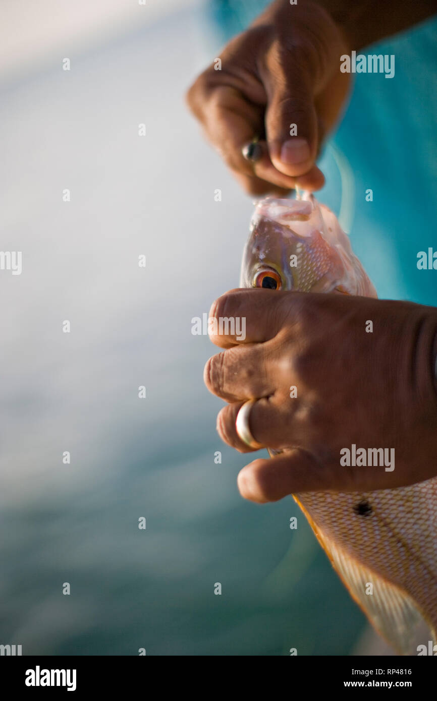 Mano d'uomo tira un gancio dalla bocca di un pesce appena pescato. Foto Stock