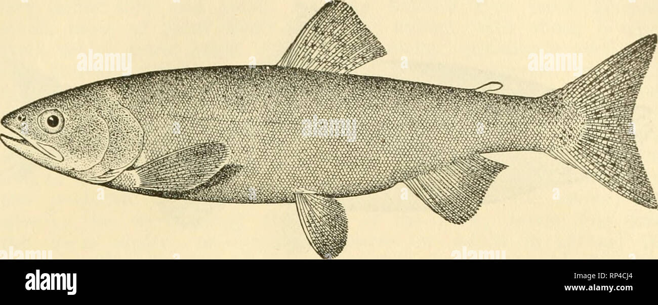. American food e selvaggina Pesci : un popolare conto di tutte le specie in America a nord dell'equatore, con chiavi per una pronta identificazione, storie di vita e di metodi di cattura. Pesci -- Stati Uniti. Blueback; Salmone Salmone Sockeye. Femmina adulta poco Scorfano questi piccoli scorfano di Norvegia sono noti dalla Scorfano laghi di Idaho, Grande Lago Payette in Idaho, Wallowa Lake in Oregon e Washington, Sammamish, e Ozette Laghi a Washington, e numerosi piccoli laghi in British Columbia e Alaska. Accanto al Salmone Chinook, blueback è il più im- portant pesce sulla nostra costa ovest, mentre in Alaska è Foto Stock