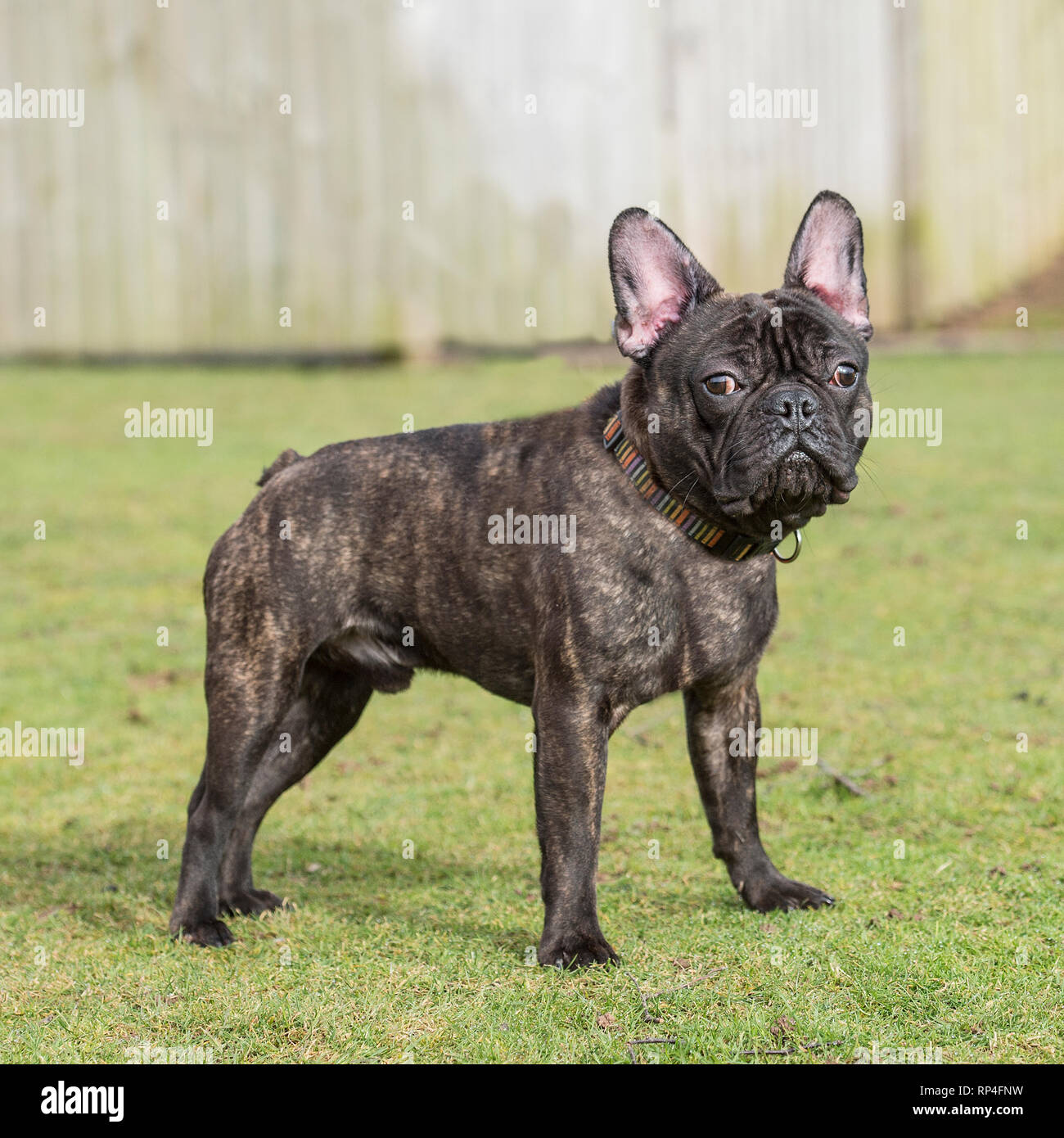 bulldog francese Foto Stock
