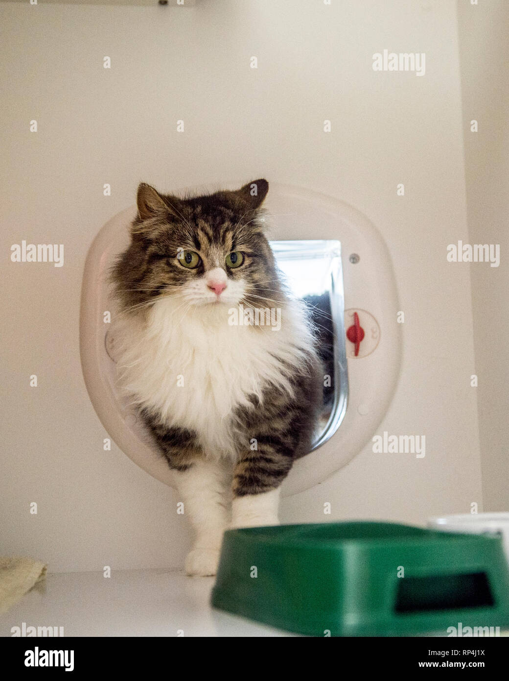 Utilizzando cat cat flap Foto Stock