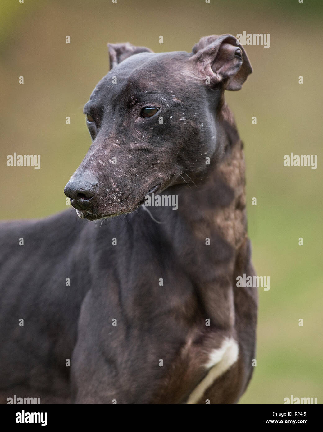 Lurcher Foto Stock