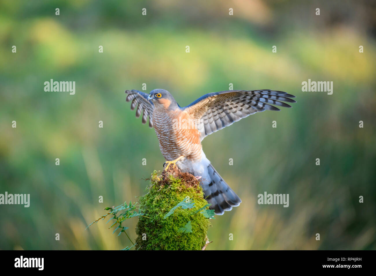 Sparviero, Accipiter nisus di Dumfries e Galloway, Scozia Foto Stock