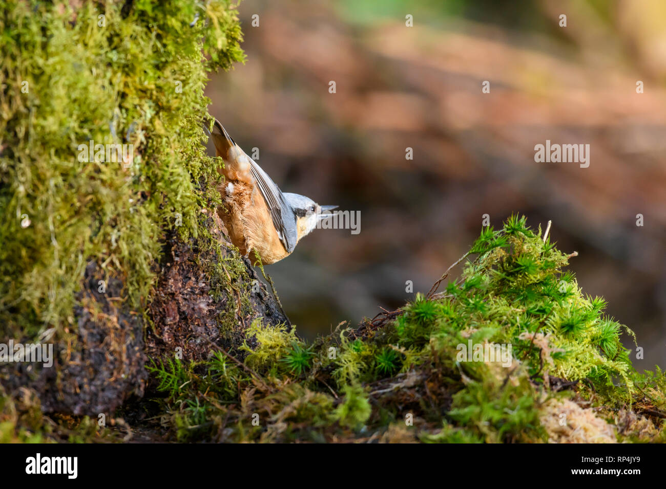 Picchio muratore, Sitta europaea, Dumfries & Galloway, Scozia Foto Stock