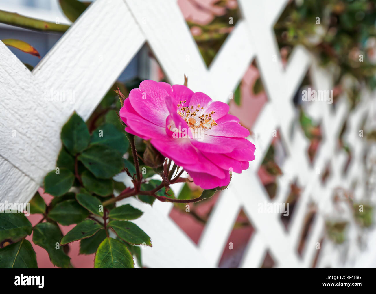 Fioriture di vecchio stile shurb rose. Foto Stock