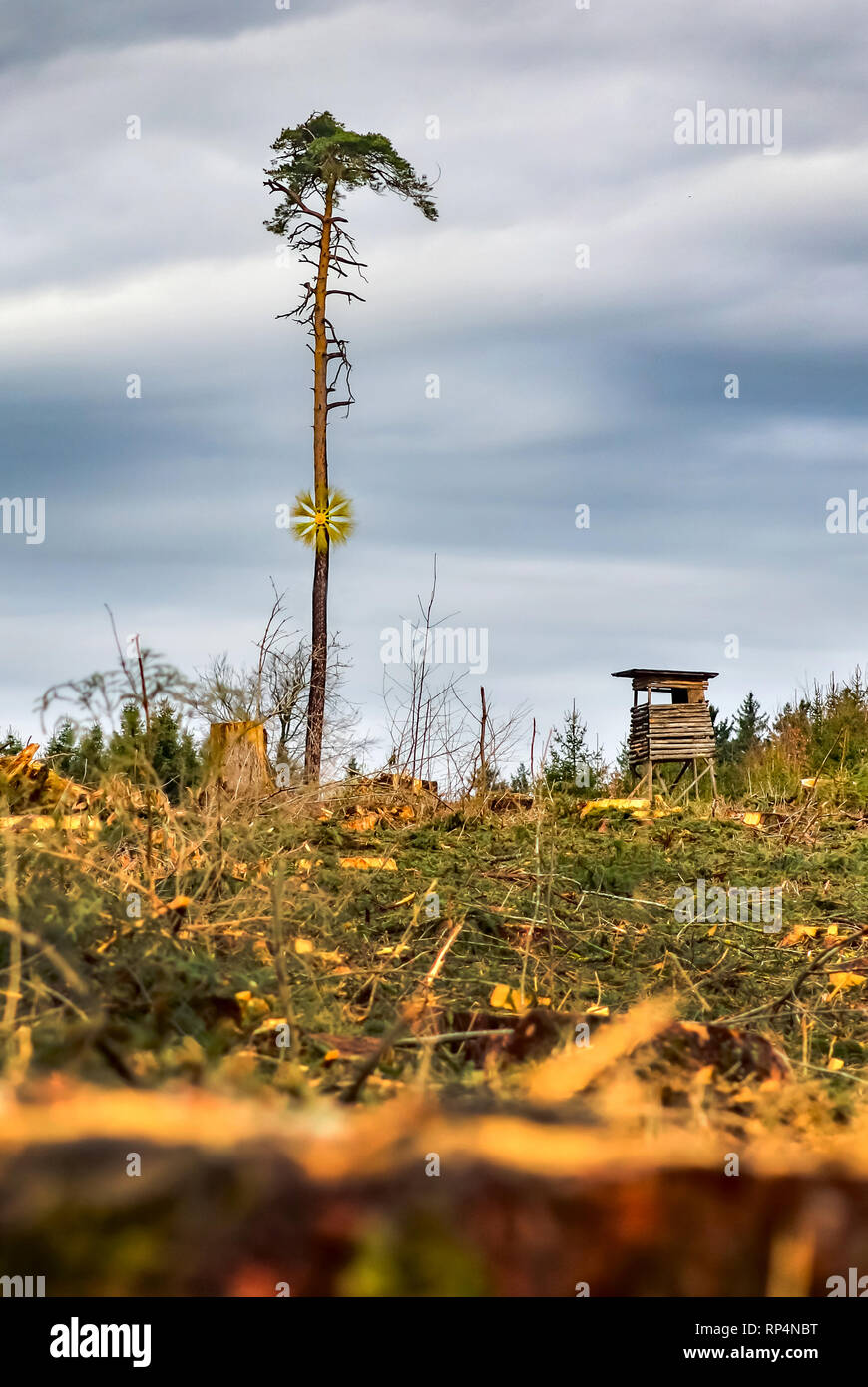 Albero della foresta di morte diwback con un ultimo albero in piedi Foto Stock