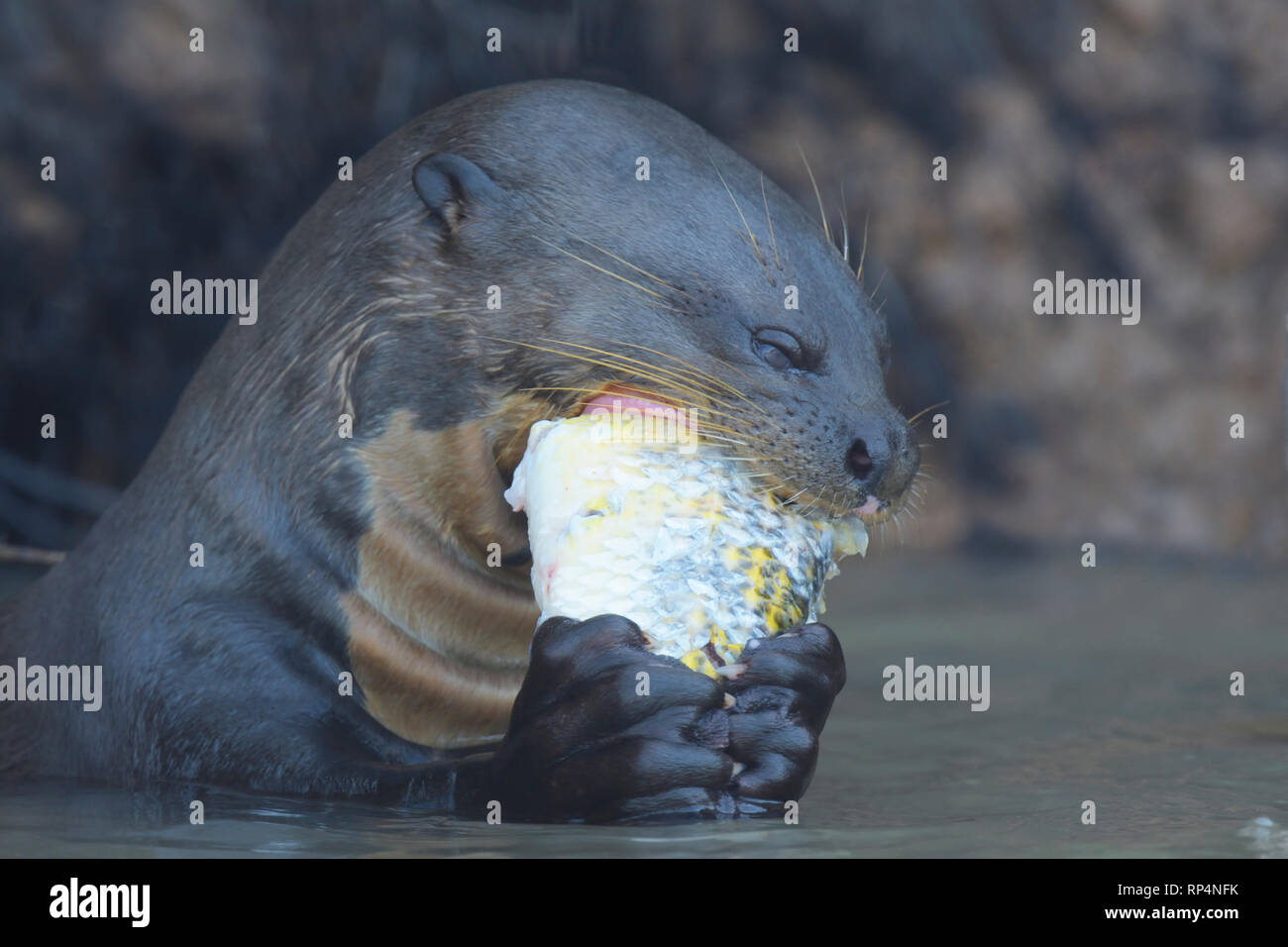 Giant Lontra di fiume (Pteronura brasiliensis) mangiando un pesce Foto Stock