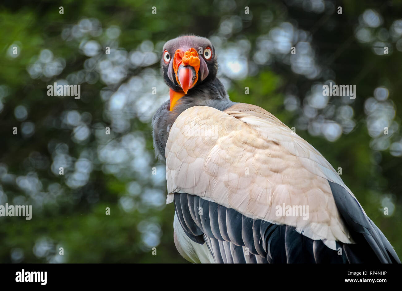 King Vulture ritratto con colorati faccia cercando nella fotocamera. Foto Stock