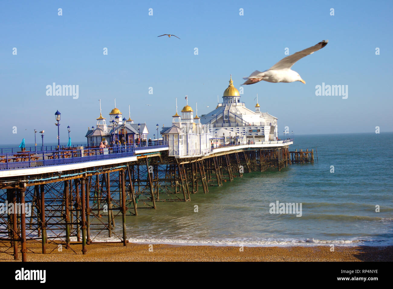 Seagull battenti di fronte al molo di Eastbourne Foto Stock