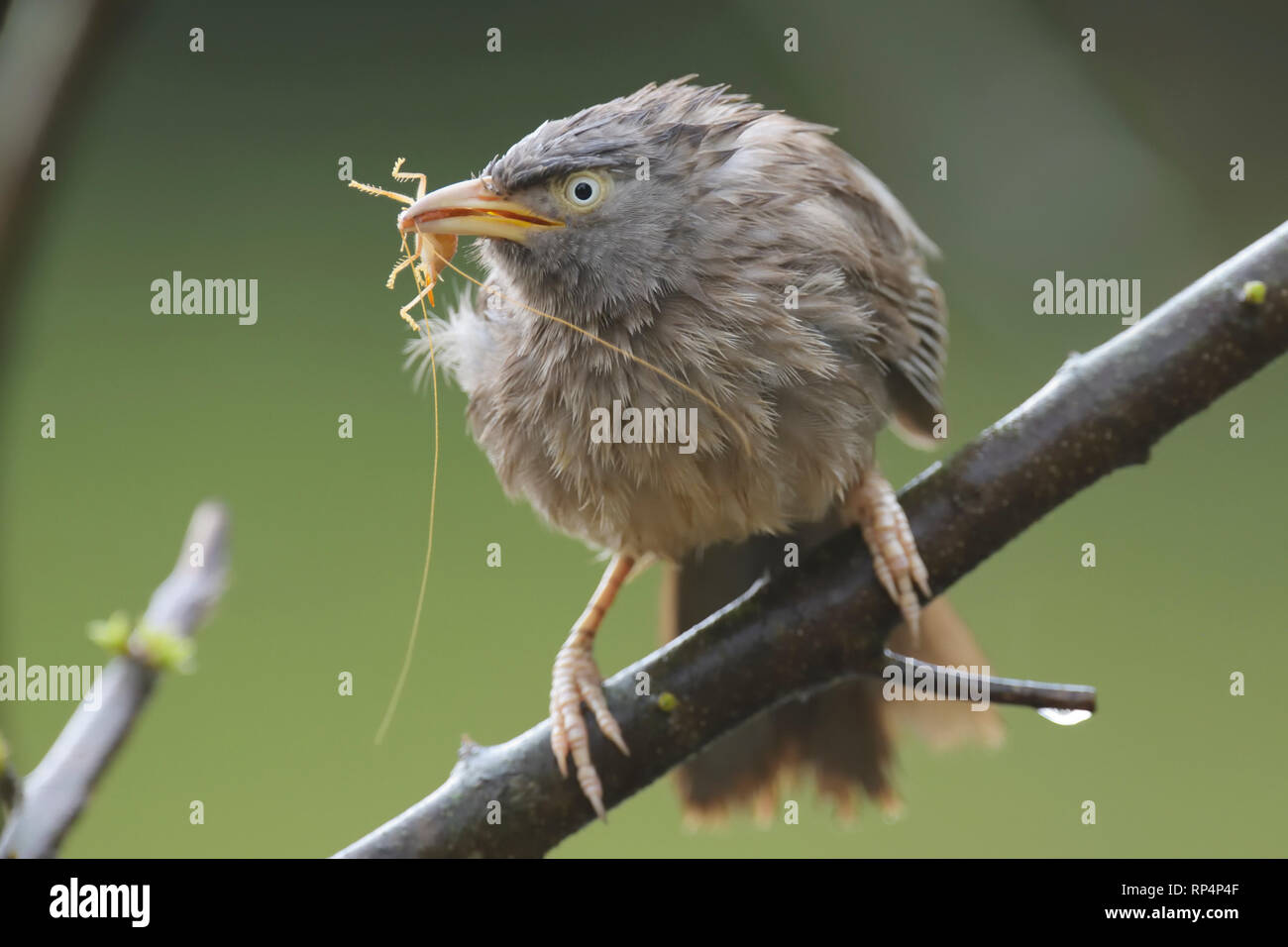 Jungle Babbler (Argya striata ) mangiare un grillo Foto Stock