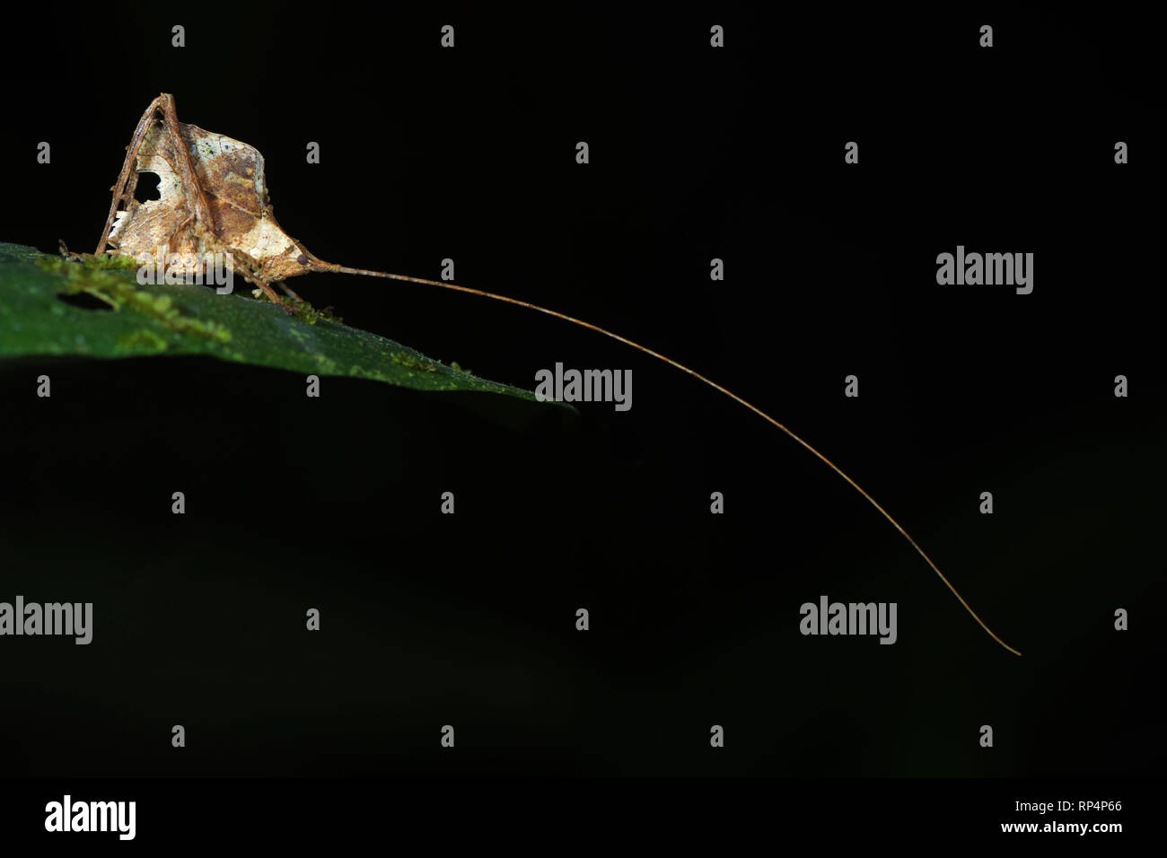 Foglia-imitare Katydid (Typophyllum morrisi) con lunghe antenne Foto Stock