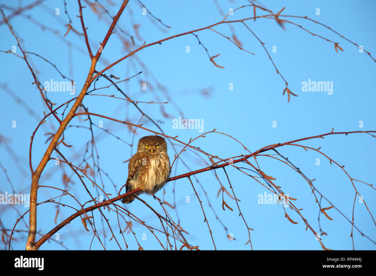 Il Gufo pigmeo (Glaucidium passerinum) in autunno. Europa Foto Stock