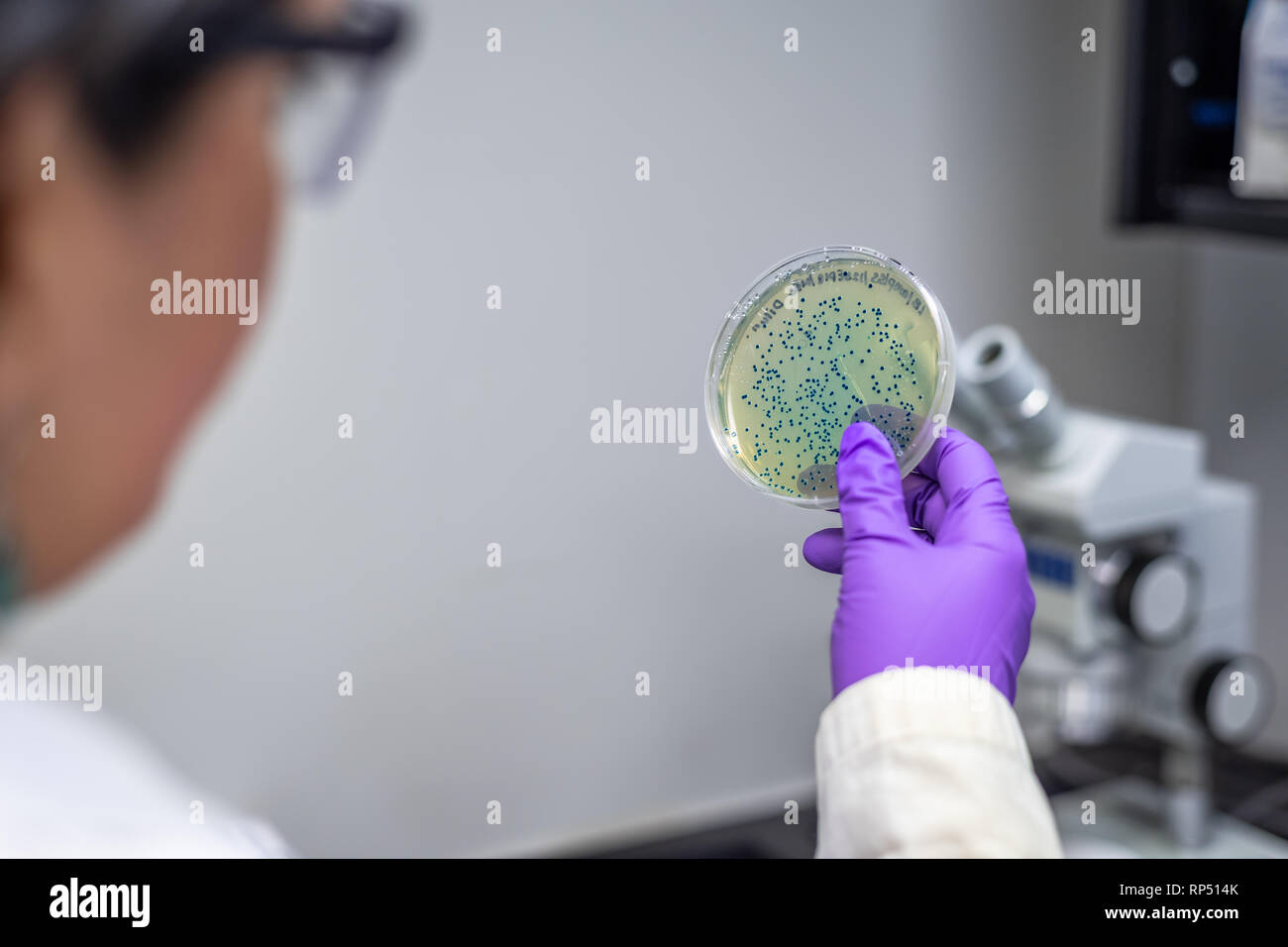 Donna scienziato / microbiologo esaminando batterica piastra di coltura Foto Stock