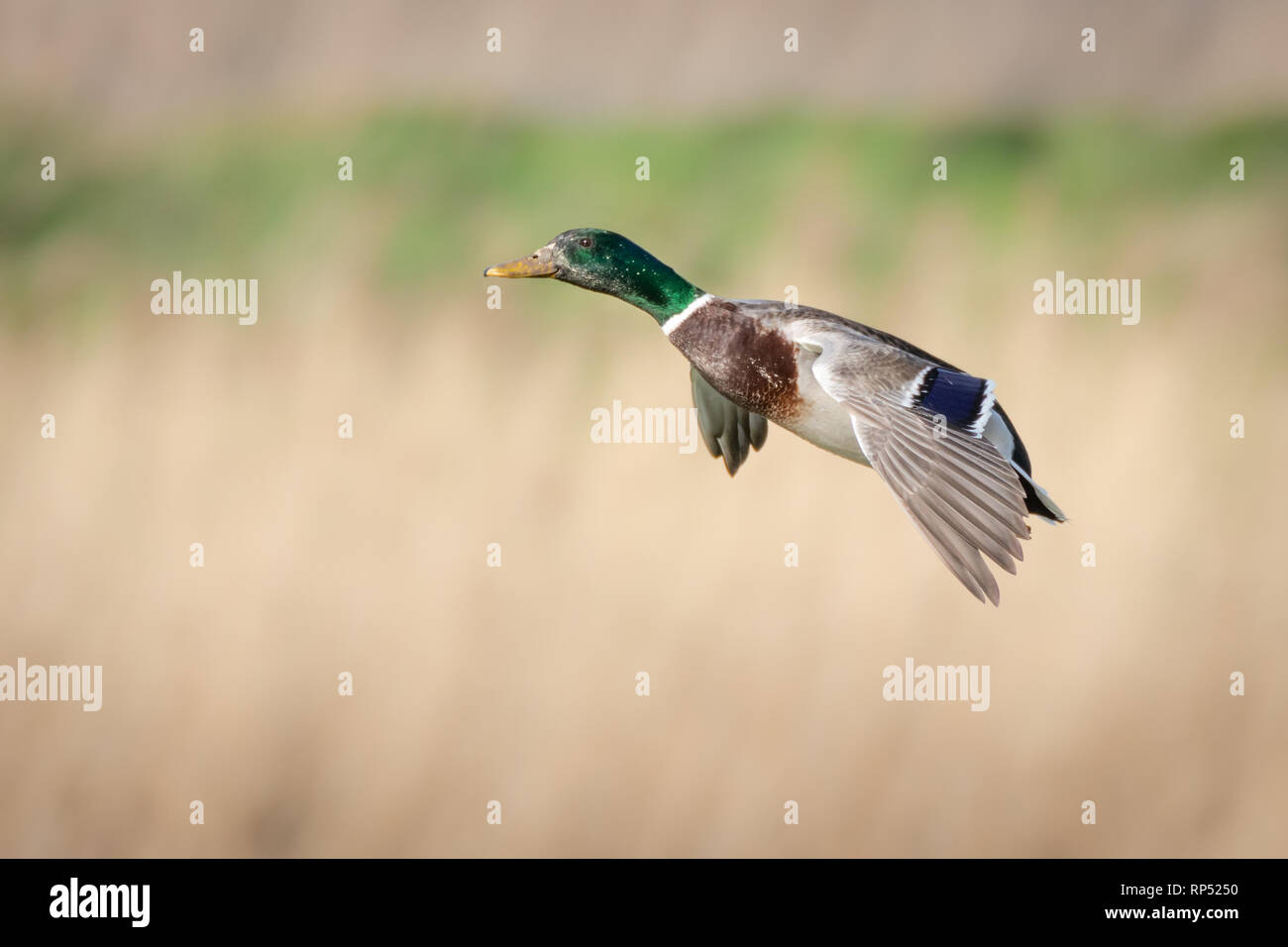 Maschio di Mallard duck in volo Foto Stock