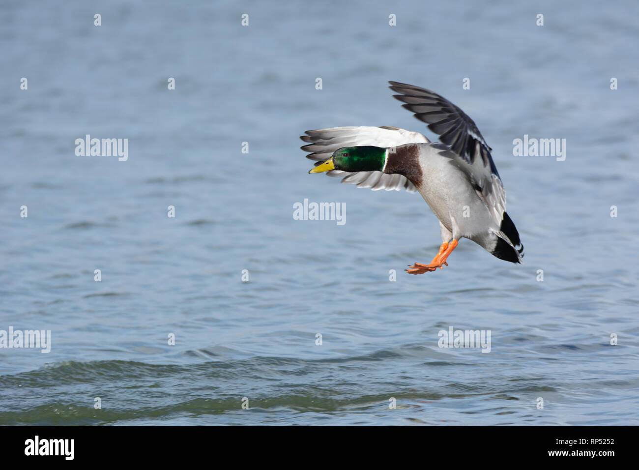 Maschio di Mallard duck in arrivo a terra Foto Stock