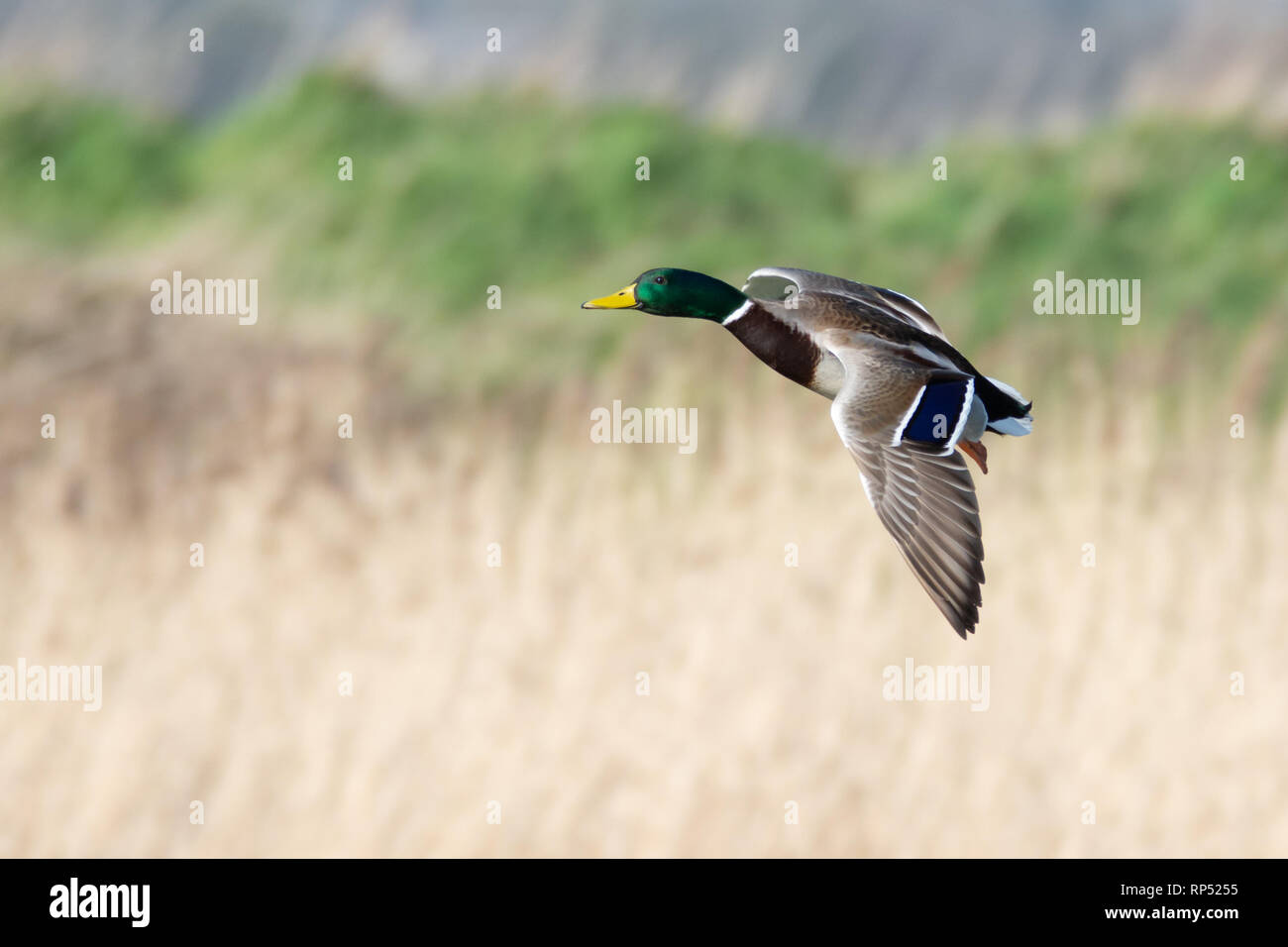 Maschio di Mallard duck in volo Foto Stock