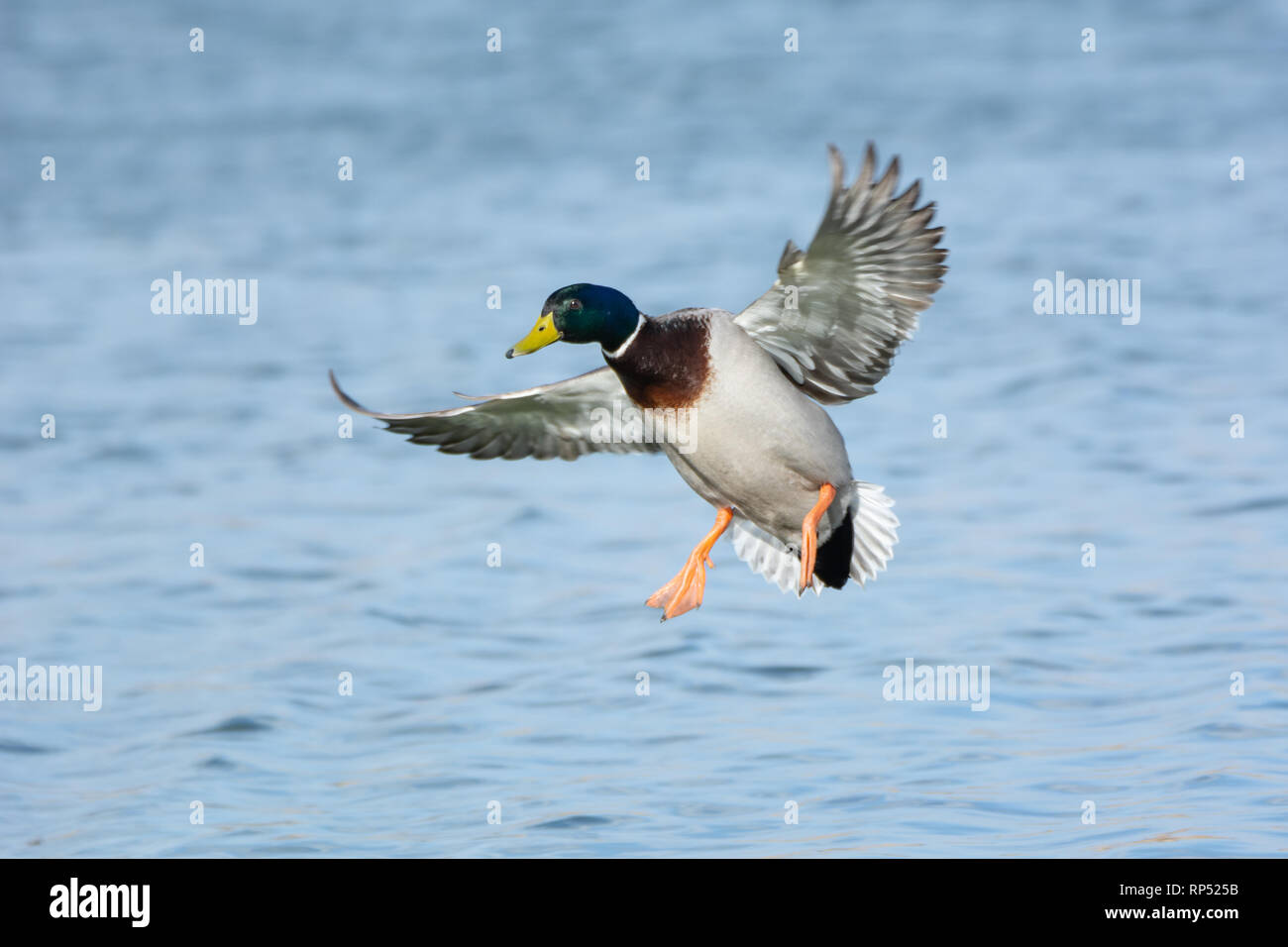 Maschio di Mallard duck in arrivo a terra Foto Stock