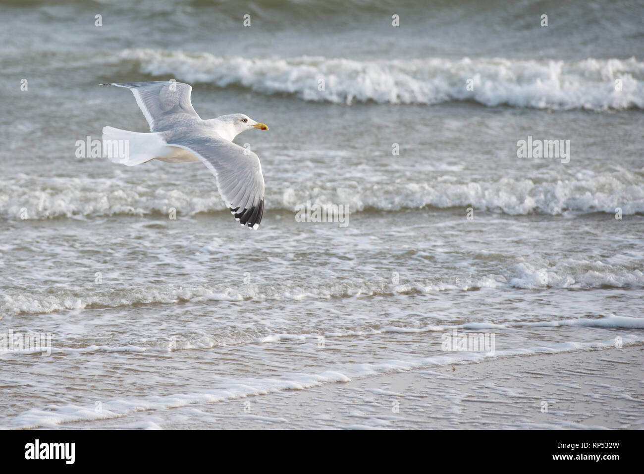 Aringa europea gull battenti in spiaggia Foto Stock
