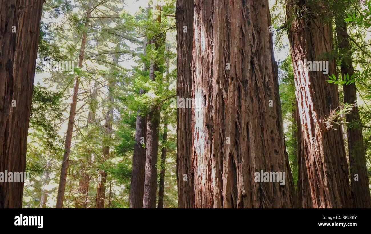 Costiera di alberi di sequoia a Muir Woods monumento nazionale Foto Stock