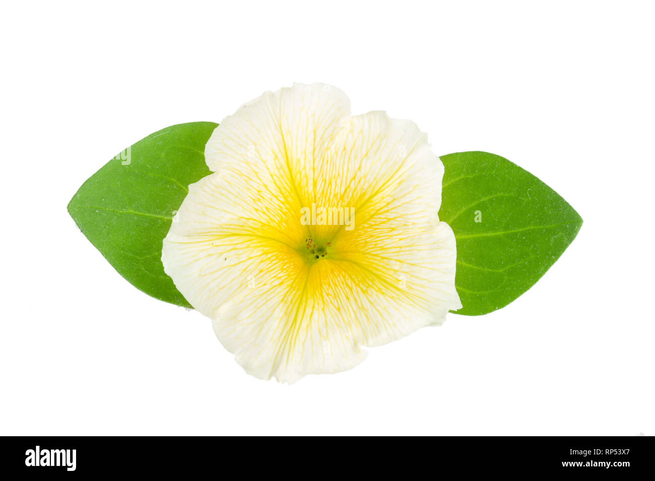 Fiore giallo di petunia con foglie verdi isolati su sfondo bianco. Foto Stock