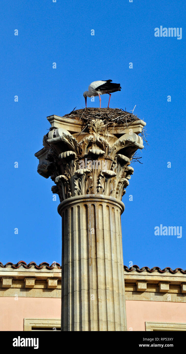 Stork nesting sulla parte superiore di un plinto in Plaza San Isidoro nella città di Leon nel nord della Spagna. Foto Stock