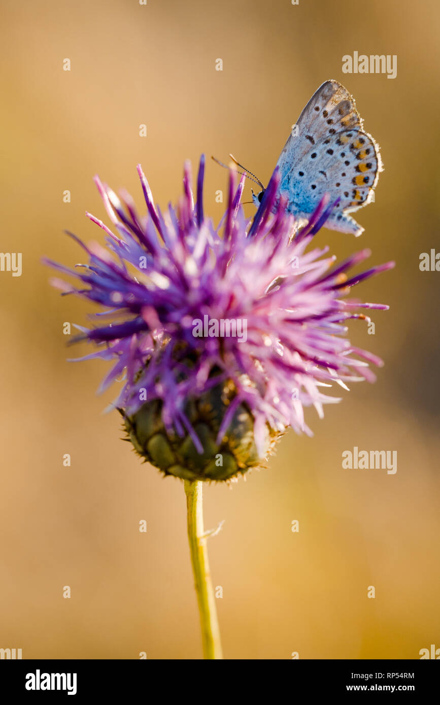 Unico fiore di cardo in fiore in campo. Foto Stock