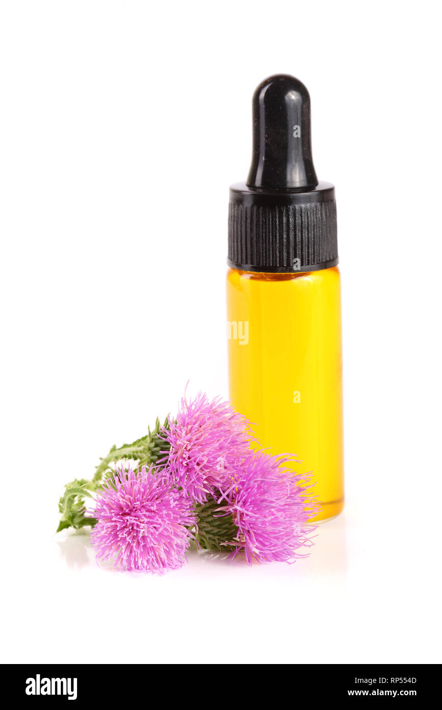 Thistle olio e latte fiore di cardo isolato su sfondo bianco. Foto Stock